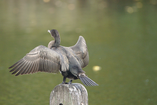 EF7A9966Cormorant