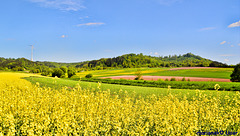 Field of rapeseed