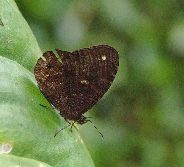 Butterfly EF7A6023