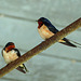 Day 4, Barn Swallows, The Tip, Pt Pelee