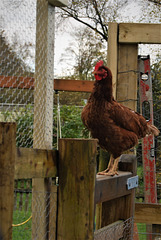 Big cock sat on a fence.