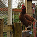 Big cock sat on a fence.
