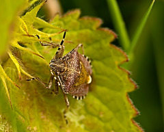 Sloe Shield Bug