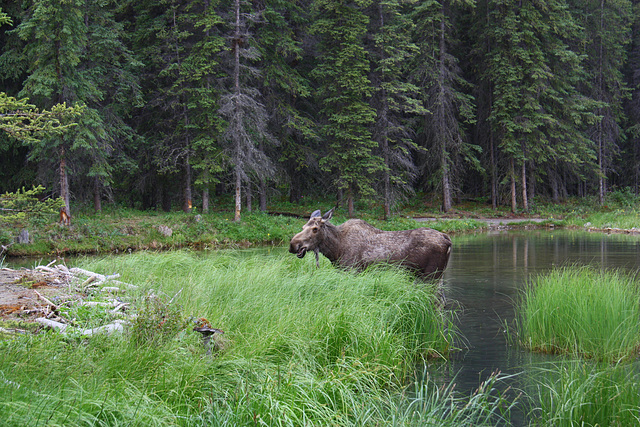 Cow Moose