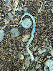 dead snake