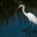 Great white egret with a catch