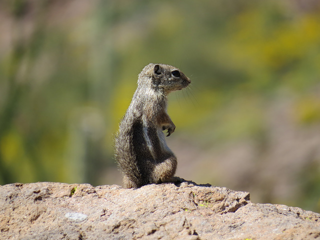 Harris' Antelope Squirrel