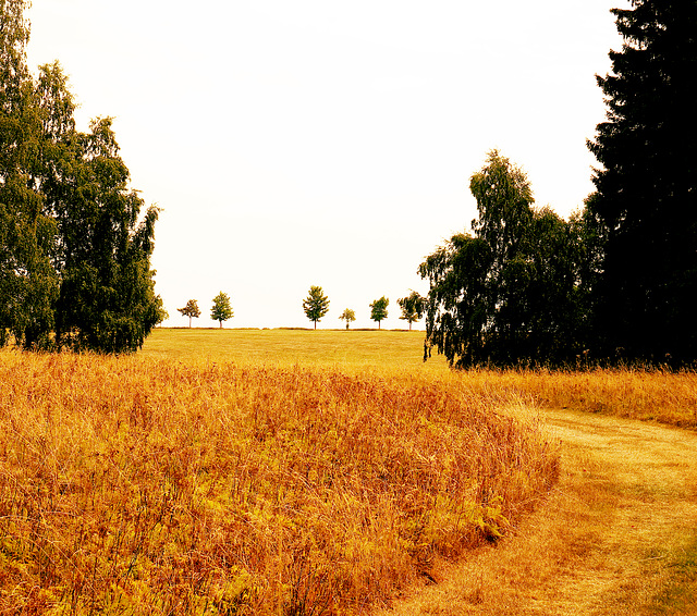Wald, Benneckenstein