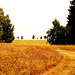 Wald, Benneckenstein