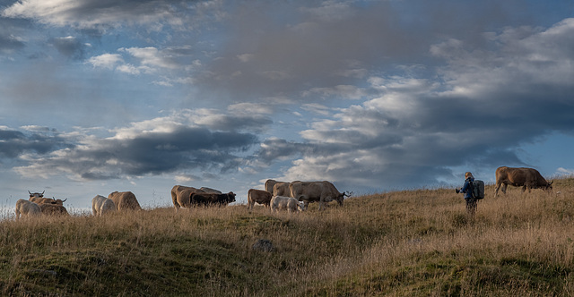 Aubrac - Lozère