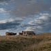 Aubrac - Lozère