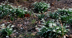 Snowdrops forest