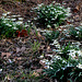 Snowdrops forest