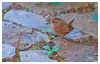 le Troglodyte mignon (Troglodytes troglodytes) - Eurasian Wren