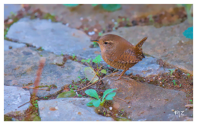 le Troglodyte mignon (Troglodytes troglodytes) - Eurasian Wren