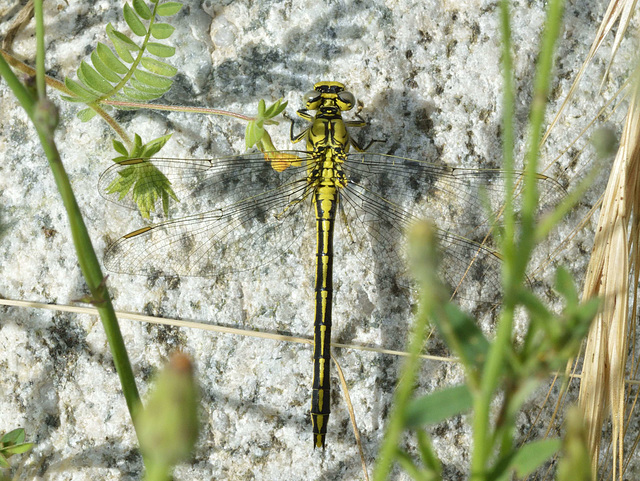 Western Clubtail f (Gomphus pulchellus) 02a