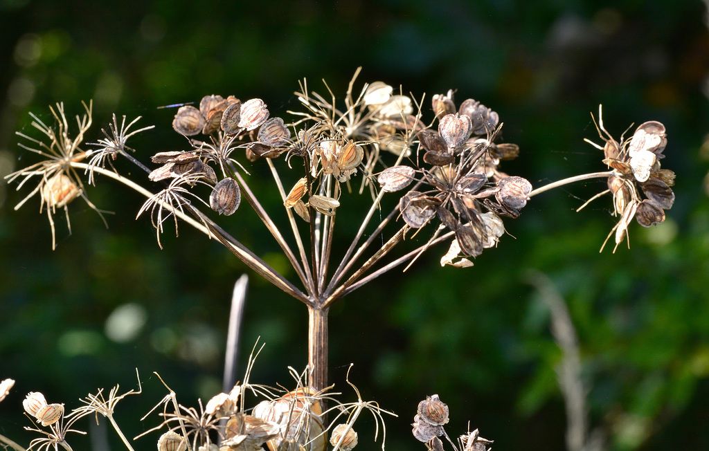 Seeds