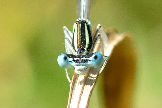 White Featherleg m (Platycnemis latipes) DSC 4567