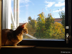 Ivanhoe at the window