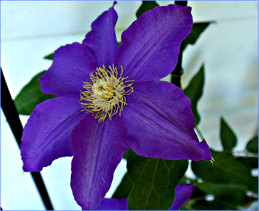 Clematis