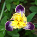 BVESANCON: Une fleur d'Iris.( 2 )
