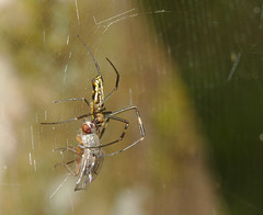 Spider IMG_7291