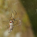 Spider IMG_7291