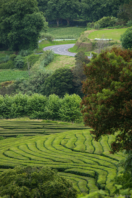 unterwegs in der Teeplantage von Cha Gorreana (© Buelipix)