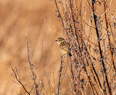 Stonechat