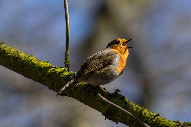 Another noisy Robin