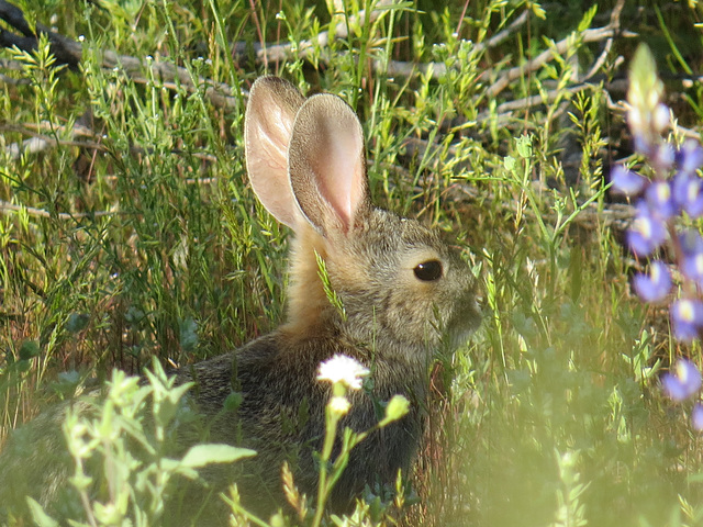 Desert Cottontail Rabbit