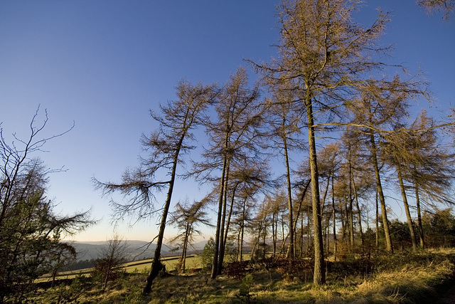 Afternoon larches 2