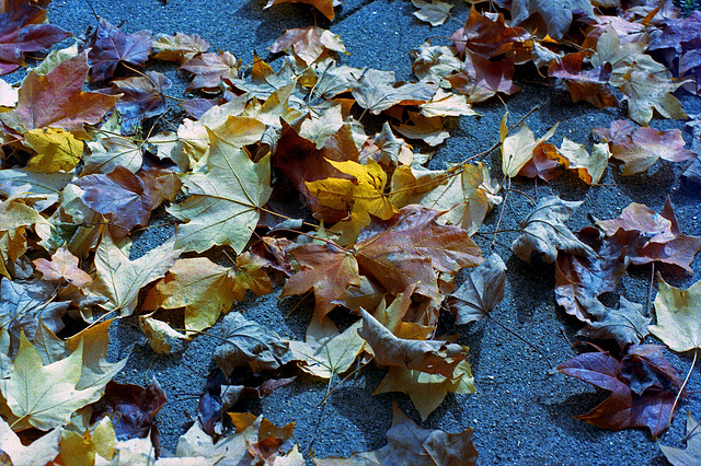 Fall Leaves 1993