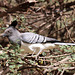 White-bellied Go Away Bird