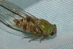 Cicada IMG_7190