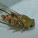 Cicada IMG_7190