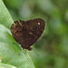 Butterfly EF7A6023