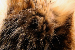 Cuby 's fur