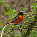 Day 4, Baltimore Oriole, The Tip, Pt Pelee