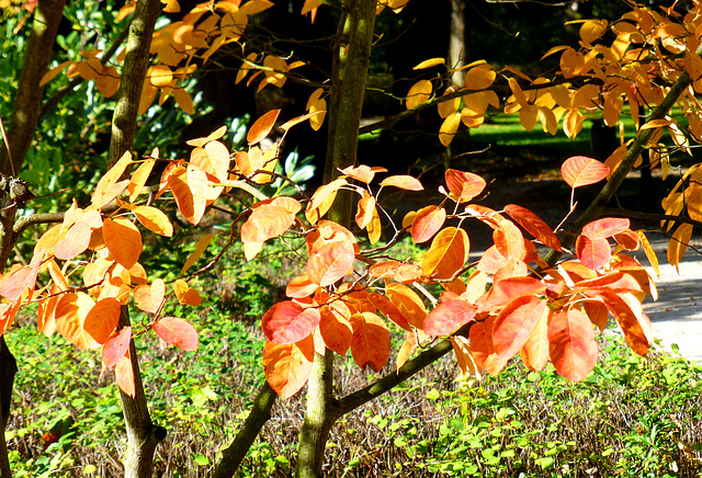 DE - Bad Neuenahr-Ahrweiler - Herbst im Kurpark