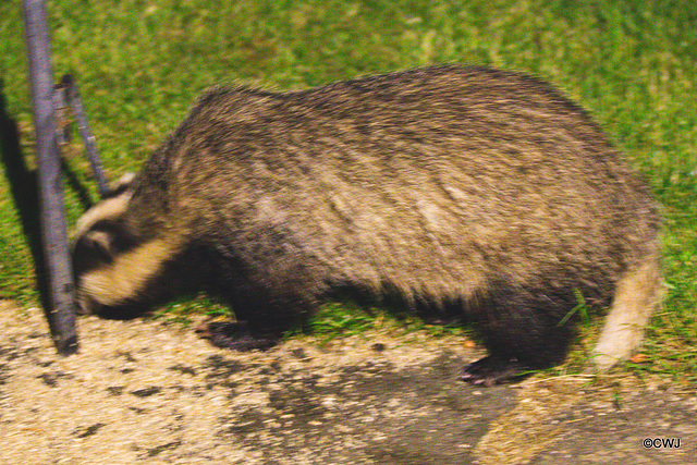 Late night Visitors - two badgers hoovering up the scraps under the bird feeders