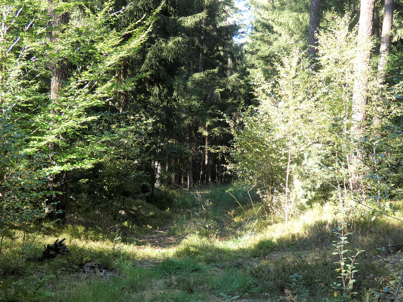 im Klimaschutzwald