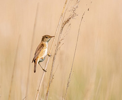 Reed warbler