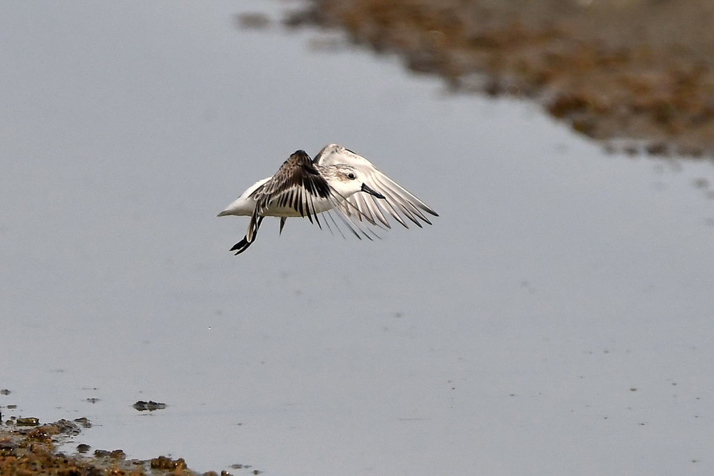 Löffelstrandläufer - fliegt- Thailand