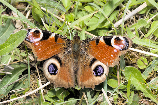 IMG 1012 Peacock Butterflyv2