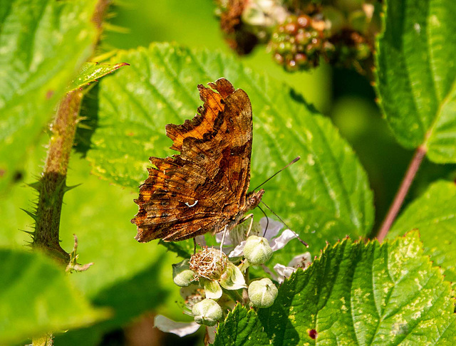 Comma butterfly