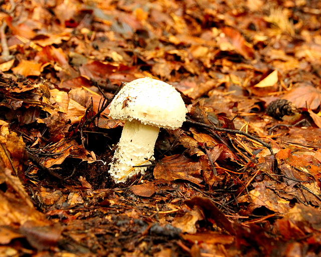 Pilz im Buchenlaub