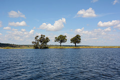 Botswana, Three Trees on the Island of Sedudu