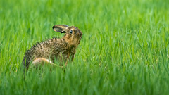 Hare 2