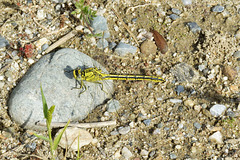 Western Clubtail f (Gomphus pulchellus) 01a